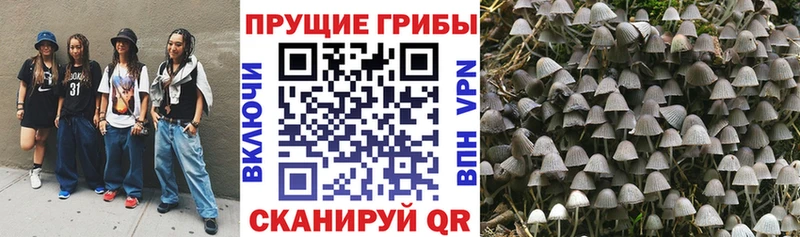 наркота  Валуйки  Галлюциногенные грибы GOLDEN TEACHER 
